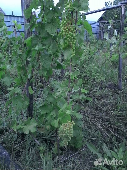 Саженцы винограда Изабелла, плодоносящие 40 кустов