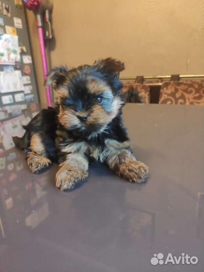 Йоркширский терьер щенки