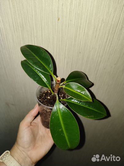 Фикус мелани