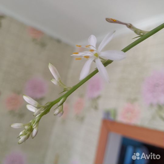 Хлорофитум и росток