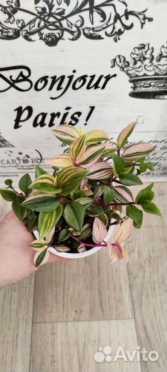 Традесканция квадриколор