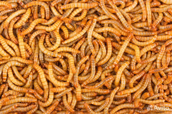 Мучные черви