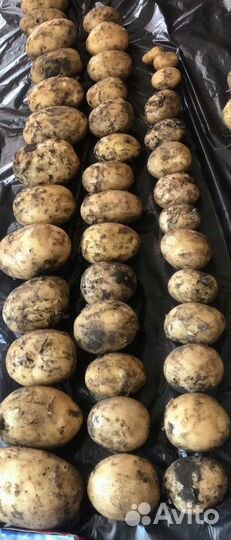 Картофель оптом