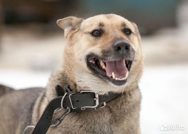 Ириска в добрые руки