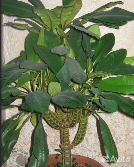 Комнатное растение молочай Пальма