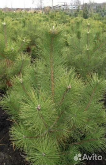 Сосна видовая, чёрная