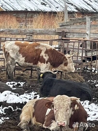 Продажа крс