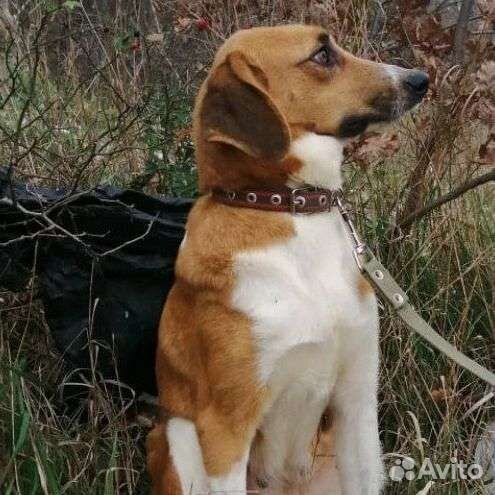 Собаки бесплатно в добрые руки