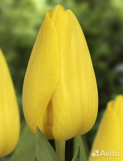 Луковицы тюльпана Strong Gold