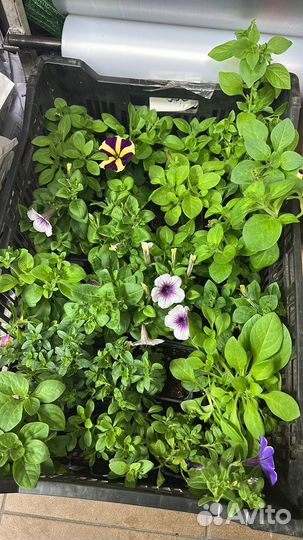 Вегетативная петуния