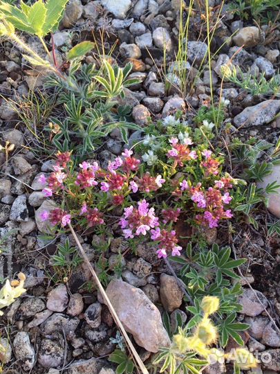 Чабрец Крымский