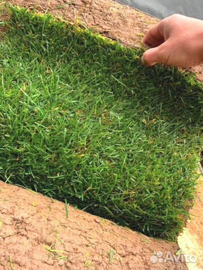 Рулонный газон
