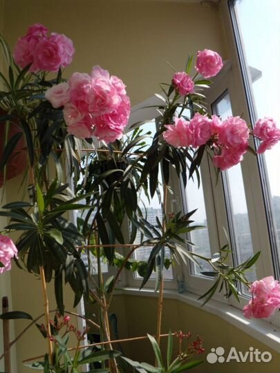 Олеандр пальма розовый белый персик бордо