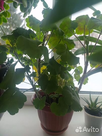 Пеларгония герань