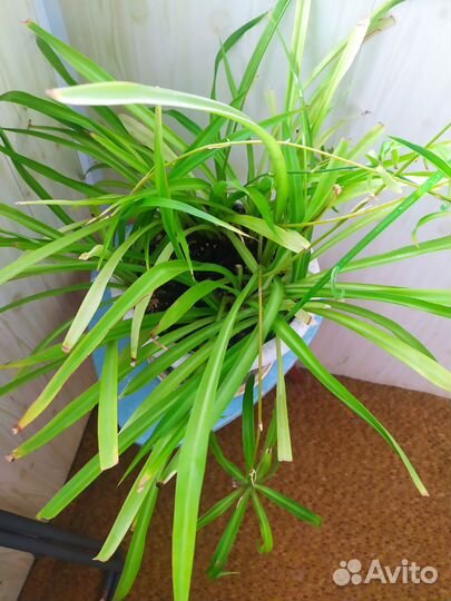 Хлорофитум