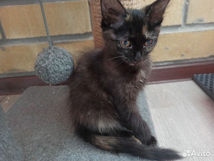 Отдаëм котят