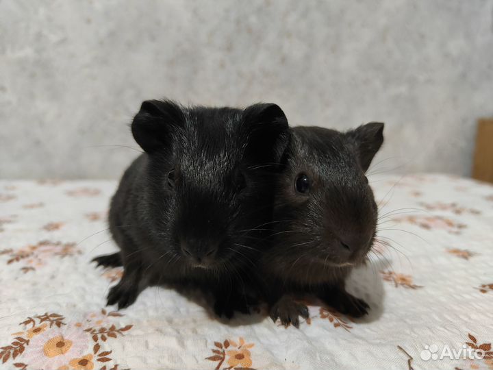 Морская свинка с геном Куи - F-2