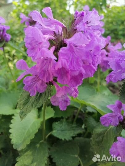 Гвоздика Шабо, Буквица, Герань садовая