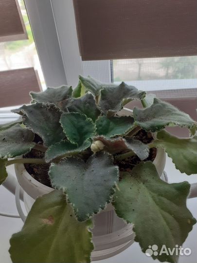 Комнатные цветы