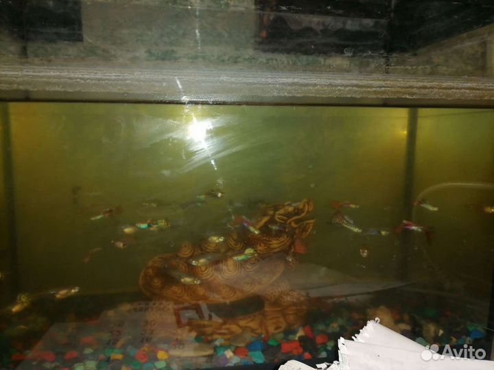 Аквариум