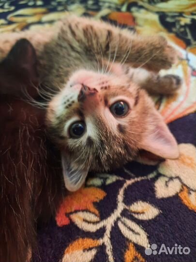 Кошки в добрые руки