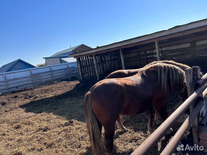 Русский тяжеловоз