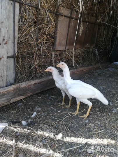 Бойцовые петухи