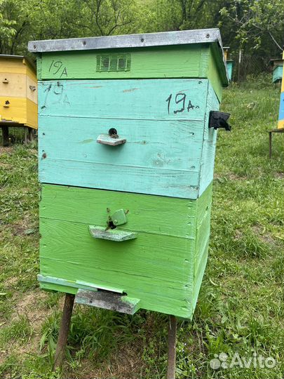 Улей с пчелами