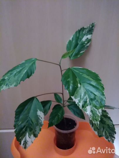 Комнатные растения