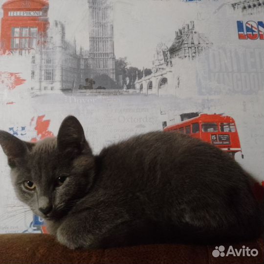 Дымчатый котенок