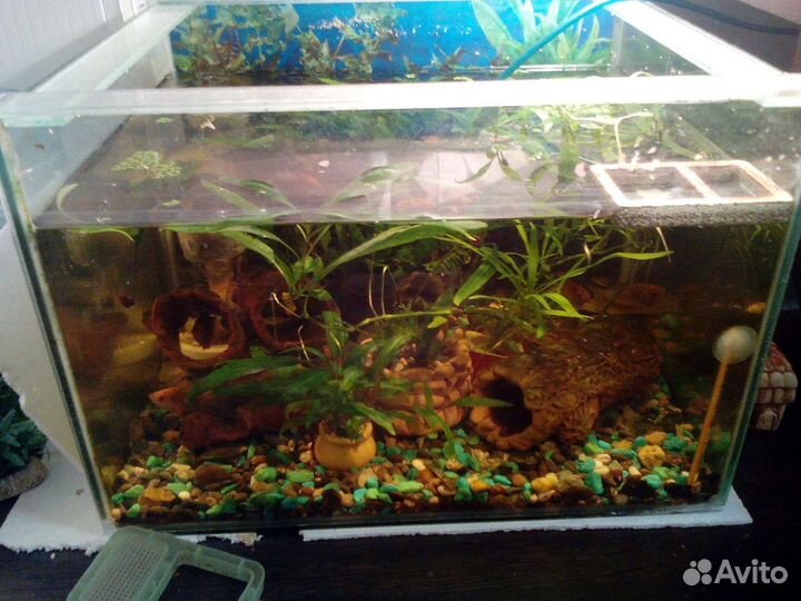 Аквариум