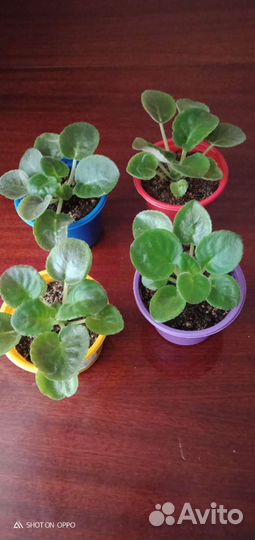 Фиалка детки и не только