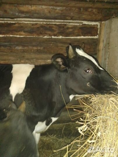 Телка стельная