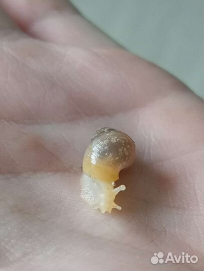 Улитята ахатины