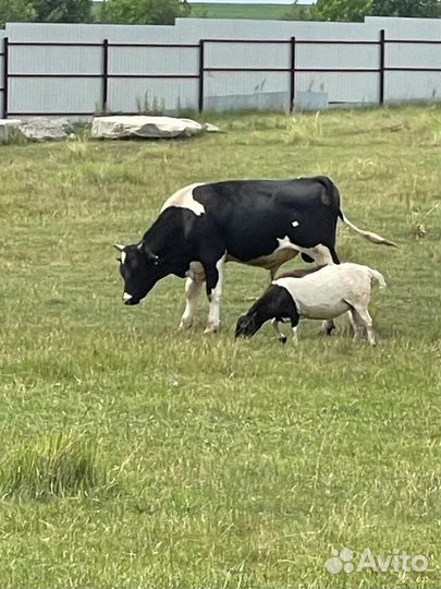 Телята бычки