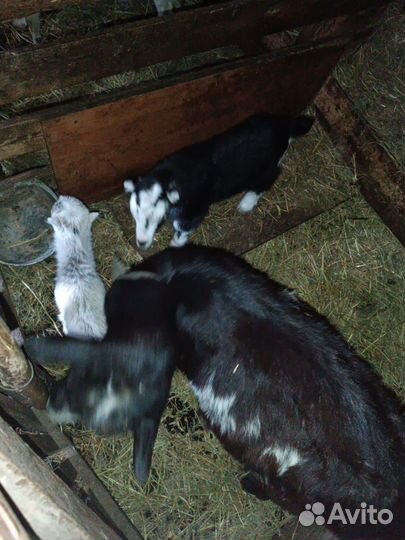 Козье молоко