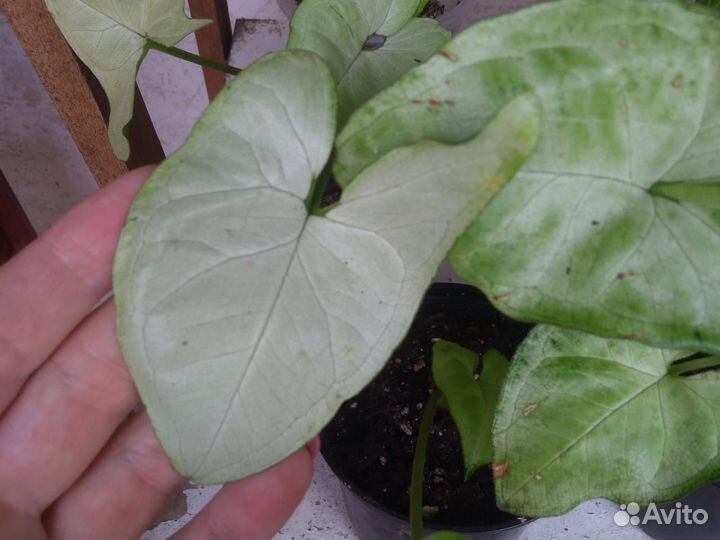 Хлорофитум бонни, Сингониумы сортовые