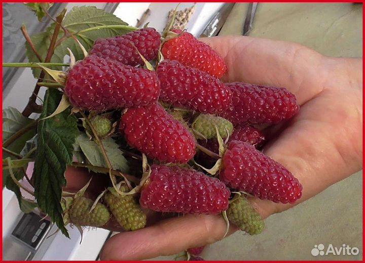 Саженцы летней и ремонтантной малины