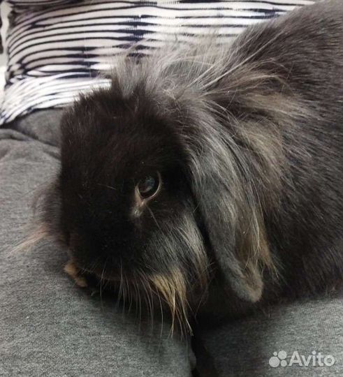 Декоративные крольчата