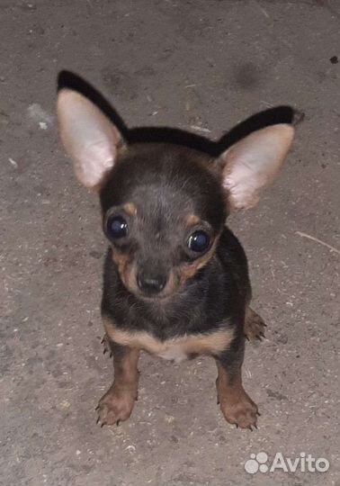 Мини микро той-терьер