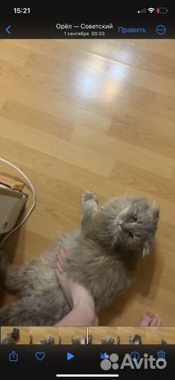 Кот для вязки