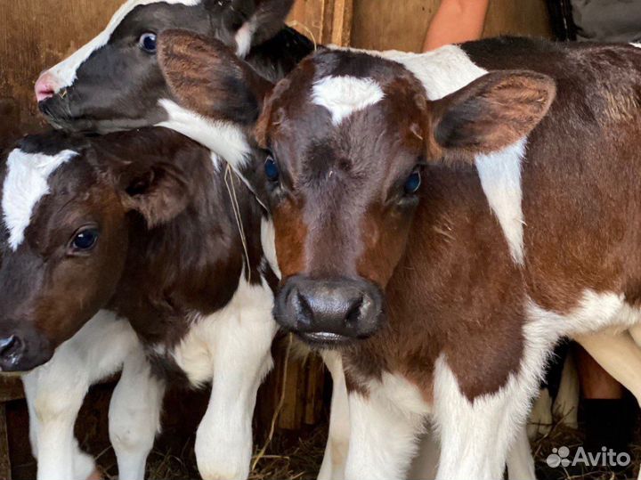 Бычки и телята
