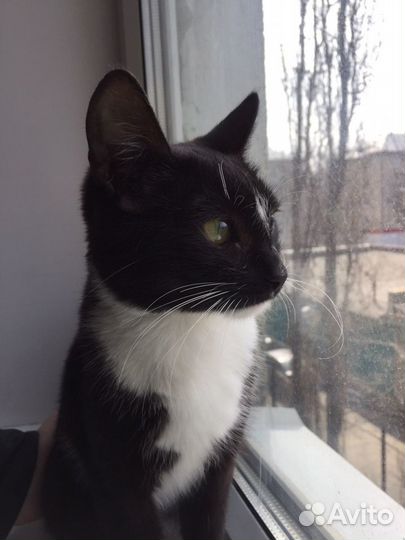 Молодая кошечка