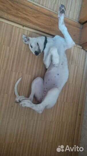 Собаки щенки