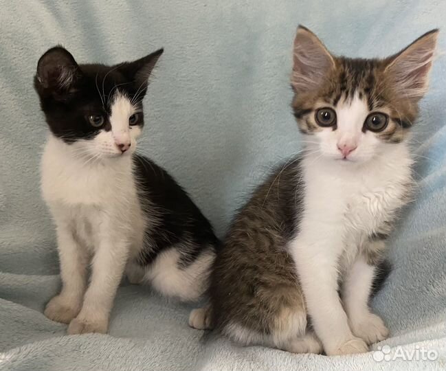 Кошка в дар бесплатно