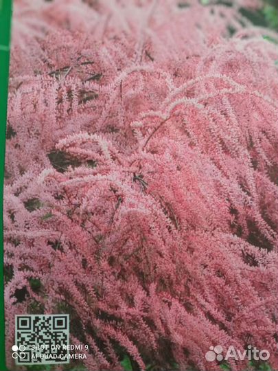 Тамарикс, он же Божье дерево