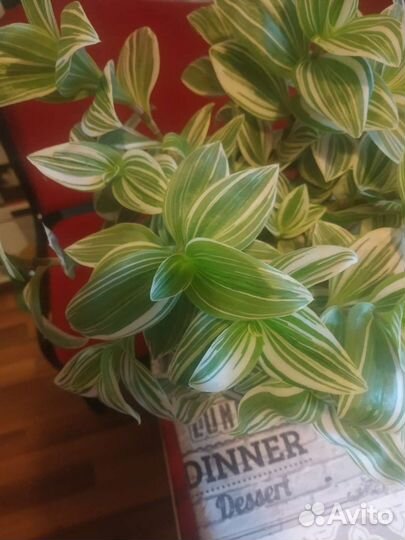 Традесканция нанук, ростки