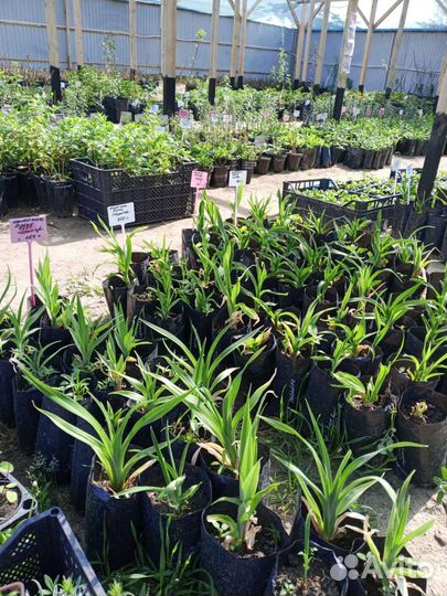 Красивые Лилейники