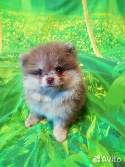 Щенки шпица