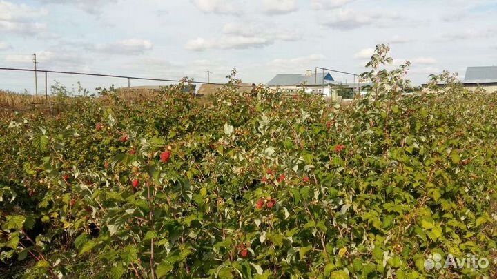 Ремонтантная малина, посадочный материал